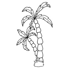 Hand drawn vector illustration of coconut palm tree. Vector sketch illustration for print