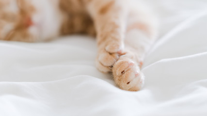 Fototapeta na wymiar tabby cat lying on bed