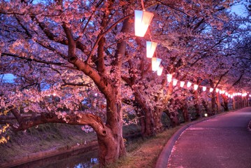 cherry blossom 日本の夜桜 船橋 海老川 千葉 ライトアップ 春 東京