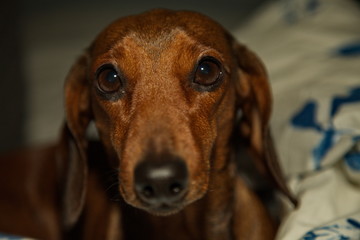 Portrait of a young pensive dachshund.