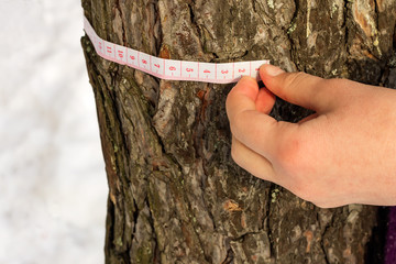 Measuring the trunk of an old conifer in a forest. Female hand with a measuring tape
