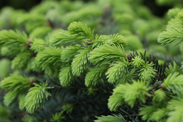 green branch of a christmas tree