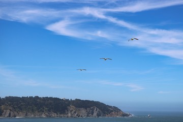 Birds flying at Golden Gate Bridge