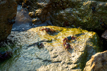 Crab in the sea that is eating microalgae along the sea rocks in the evening