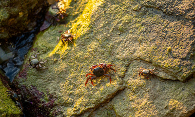 Crab in the sea that is eating microalgae along the sea rocks in the evening
