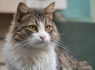 Portrait of cat on a background