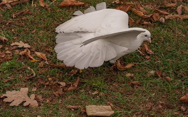 White dove perched on ground surrounded by autumn leaves
