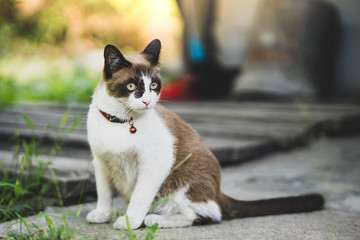 Cute brown and white cat playing around in garden.
