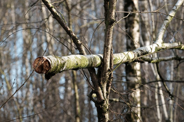 Umgestürzter Baum nach einem Sturm