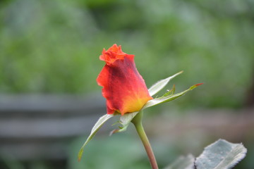 rose bud