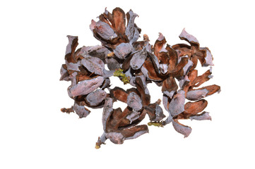 thuja isolated on white background