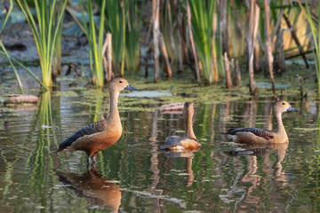 Red ducks migrate to earn a living in the lake.