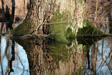 Baumstamm spiegelt sich im Wasser