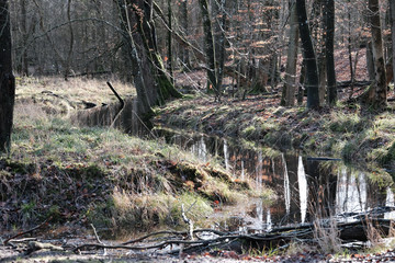 Baumstämme mit Wasserfläche
