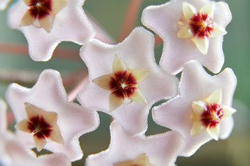 The close-up of blooming ball orchid.
