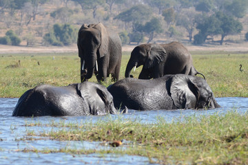 Naklejka na ściany i meble Elephants enjoying the lush grassland by the Chobe River in Botswana
