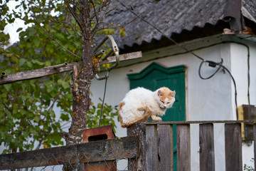 The image of a cat sitting on a fence.