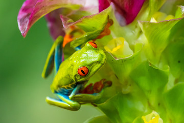 Red-eyed Tree Frog, Agalychnis callidryas, sitting on the green leave in tropical forest in Costa Rica.