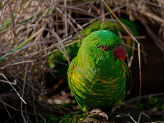 The superb parrot, Polytelis swainsonii, also known as Barraband's parrot, Barraband's parakeet, or green leek parrot.