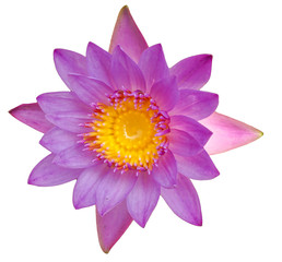 lotus flower isolated on white background