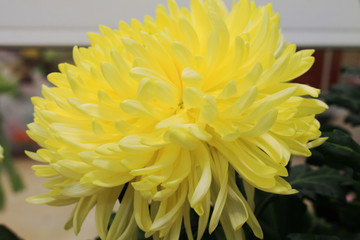 Large beautiful yellow chrysanthemum flower.