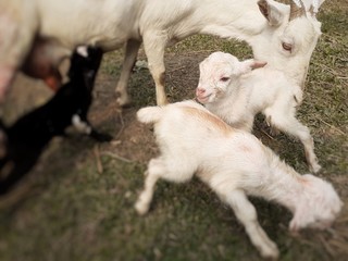 White colour mother goat feeding milk to new born kids in the field.