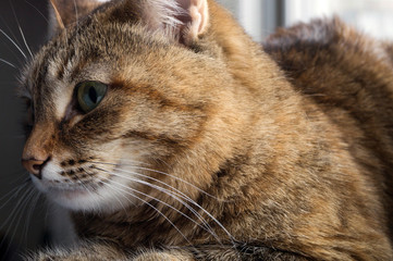 tricolor domestic fluffy cat on the windowsill.