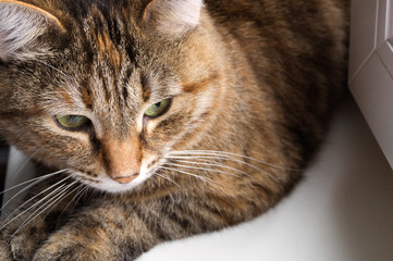 Fototapeta na wymiar tricolor domestic fluffy cat on the windowsill.