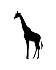 Giraffe on a White Background