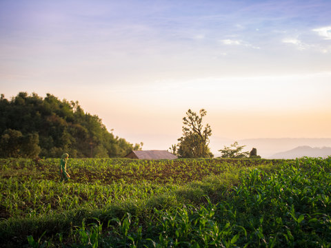 sunset over wheat field
