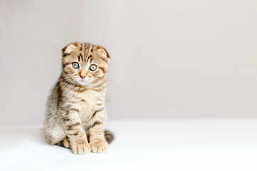 gray striped fold kitten on a gray background, free space