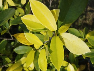 ficus plant in garden