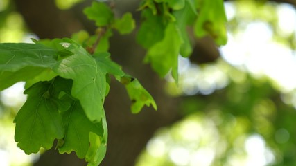 Fototapeta na wymiar green oak leaves on branch. oak forest. tree in the park in summer, spring. Slow motion.