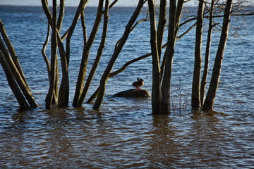 Flooded trees on the shore of the Gulf of Finland, Russia.