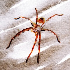Close up of a big brown Rain Spider sitting on a wall