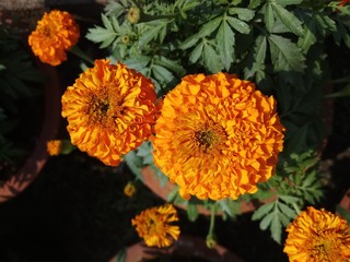 marigold flower in garden in india