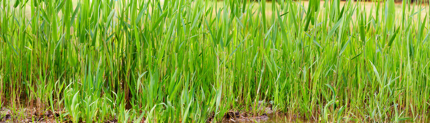 Fototapeta na wymiar panoramic view of young green reed in the early spring 
