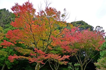 ちょうど見頃のお寺のモミジの紅葉
