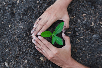 hand holding young tree for planting. concept eco earth day
