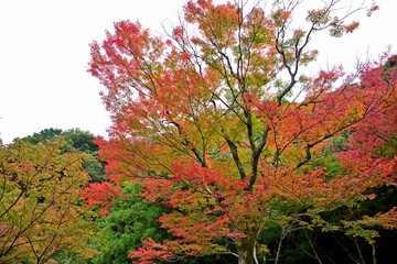 ちょうど見頃のお寺のモミジの紅葉