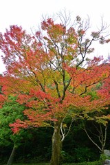 ちょうど見頃のお寺のモミジの紅葉