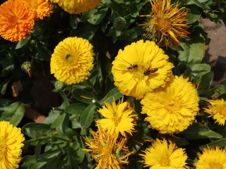 yellow color flower in garden