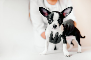 veterinarian holds a cute black and white puppy at the reception