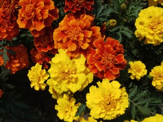 mix color marigold flower in garden