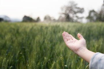 Woman open hand up over the green field of barley. Atmospheric authentic moment. Stylish girl...