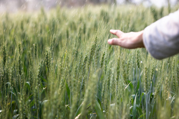 Woman hand touch over the green field of barley. Atmospheric authentic moment. Stylish girl...