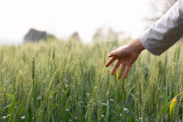 Woman hand touch over the green field of barley. Atmospheric authentic moment. Stylish girl...