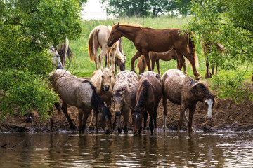 Fototapeta premium herd of horses at a watering place near the river