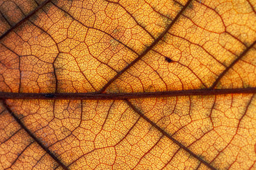 Close up of colorful maple leaf