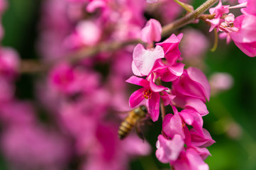 Selected focus on beautiful pink flowers with blurred bee and background